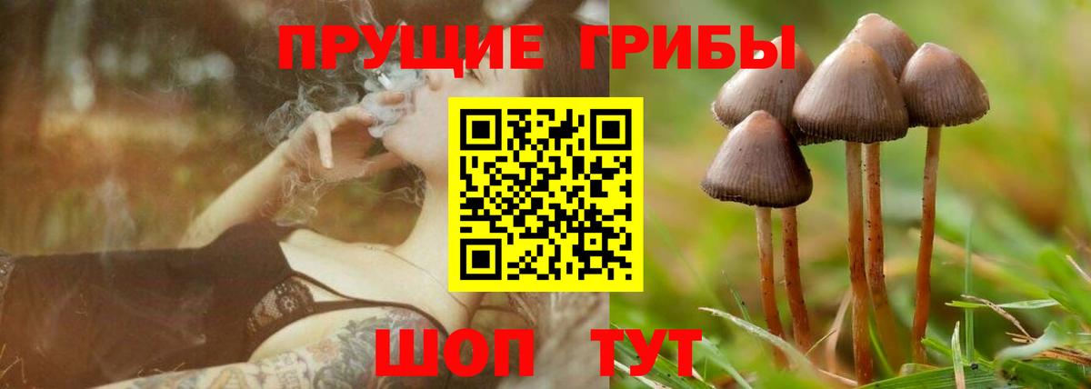 Галлюциногенные грибы Psilocybe Магнитогорск